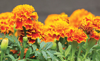 bright yellow and orange Marigold flowers