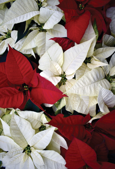 red and white Poinsettias
